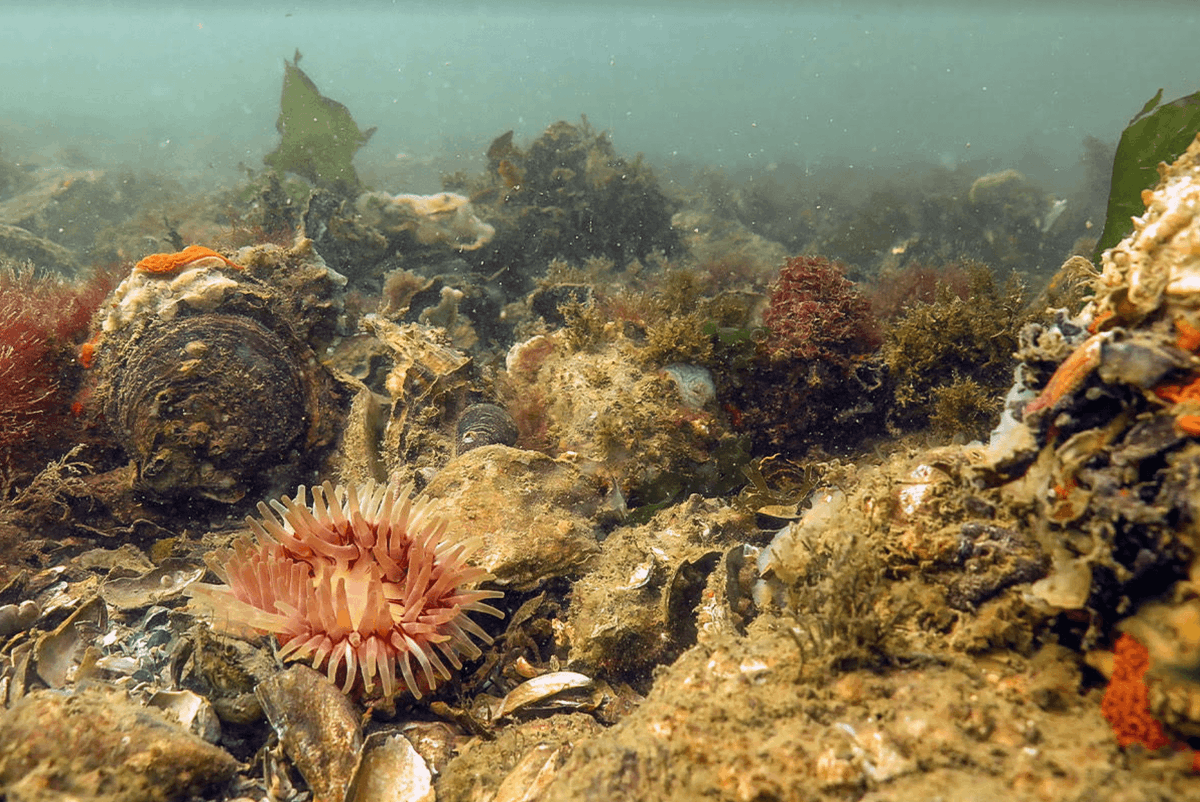 BeterLeefmilieu's tweet photo. 🌊Noodkreet🦭uit🐠de🦑zee💮
Door de Noordzeenatuur te beschermen, verzachten we de effecten van klimaatverandering. Waarom het dan niet gewoon doen?
Een oproep van #4Sea - BBL, @WWF_Belgie, @greenpeace_be, @MijnNatuurpunt, & West-Vlaamse Milieufederatie: https://t.co/GGINlpRnWj https://t.co/mxwXpSXjBh