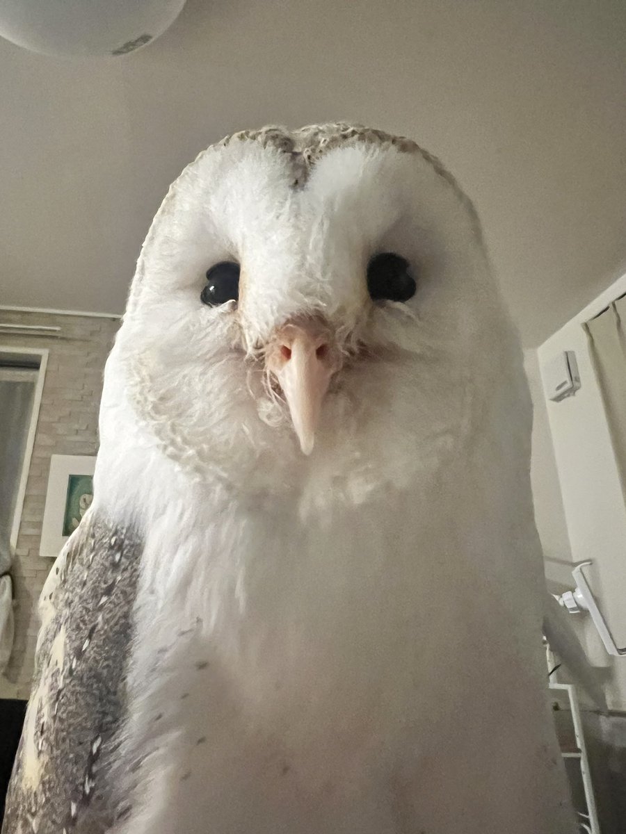 coromowl's tweet photo. なでなでカキカキしてもろてにっこり笑顔のころもさん😊
はぁかわいい…愛しい… https://t.co/UoYkmHMnJ7