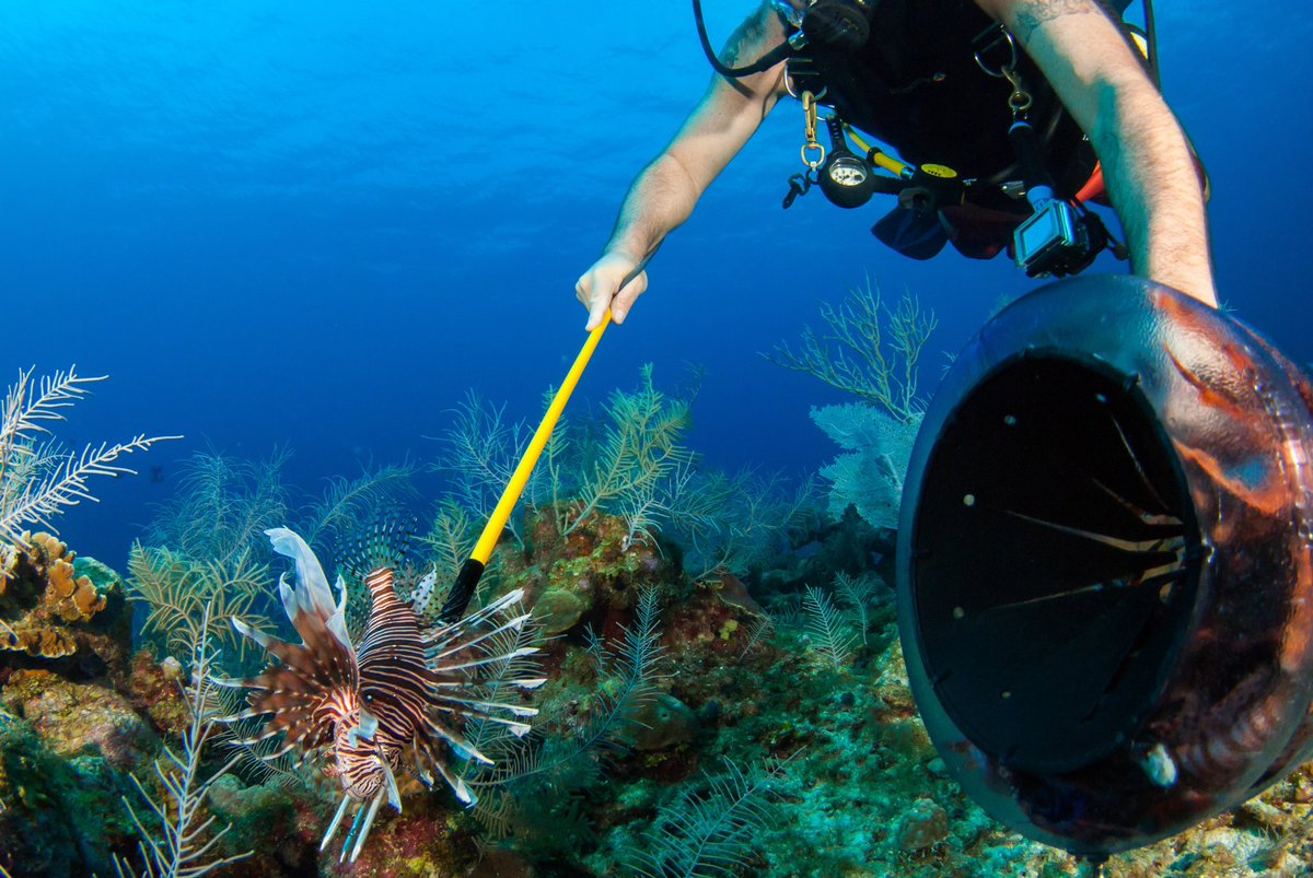 During the 2023 Emerald Coast Open, 144 competing divers removed 24,699 invasive lionfish from the Gulf

With support from Yamaha Rightwaters, local, national &amp; international conservation-minded organizations, the event set records for largest lionfish &amp; the number caught
