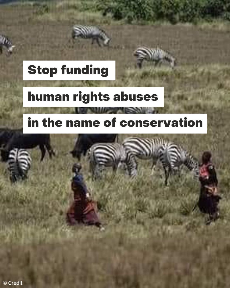 UN human + IPs’ rights declarations give local communities such as Maasai the right to free, prior & informed consent to land expropiation. The Tanzanian Government breaches this human right! 👉 pingosforum.or.tz/speakers-tour-… #MaasaiShallNotDie #DecolonizeConservation #OurLandOurLife