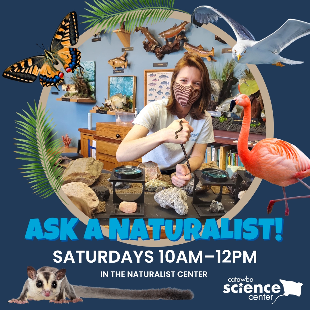 cscscience's tweet photo. Meet with CSC's Naturalist Molly Jordan each Saturday in June in the Naturalist Center to learn about creatures that fly!
#CSCScience #CatawbaScienceCenter #HickoryNC #828 #828isGreat #MyCatawbaCounty #Science #ScienceEducation #Education #STEM #STEMEducation #Nonprofit https://t.co/EfyZyVtjXi