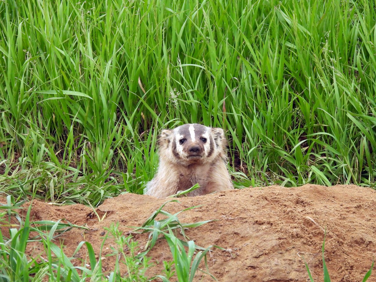 Awake, but at what cost?

American badgers are typically nocturnal unless they're in remote areas with little disturbance. In the spring, females will often forage during the day so they can spend evenings in the den with their young.

📷 Kimberly Emerson/USFWS