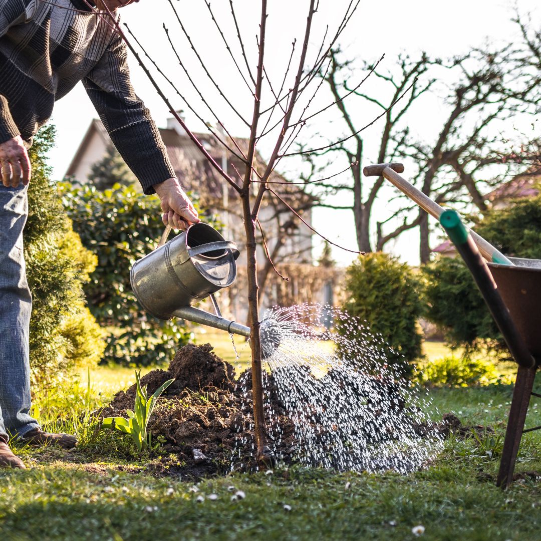 Tip of the Day: Water the Soil, Not the Plant!
When watering pots, containers, or plants in the garden soil, focus on watering the compost or soil itself. Give it a good soak and then allow it to dry out over several days. Remember, there's no need to water every evening or day!