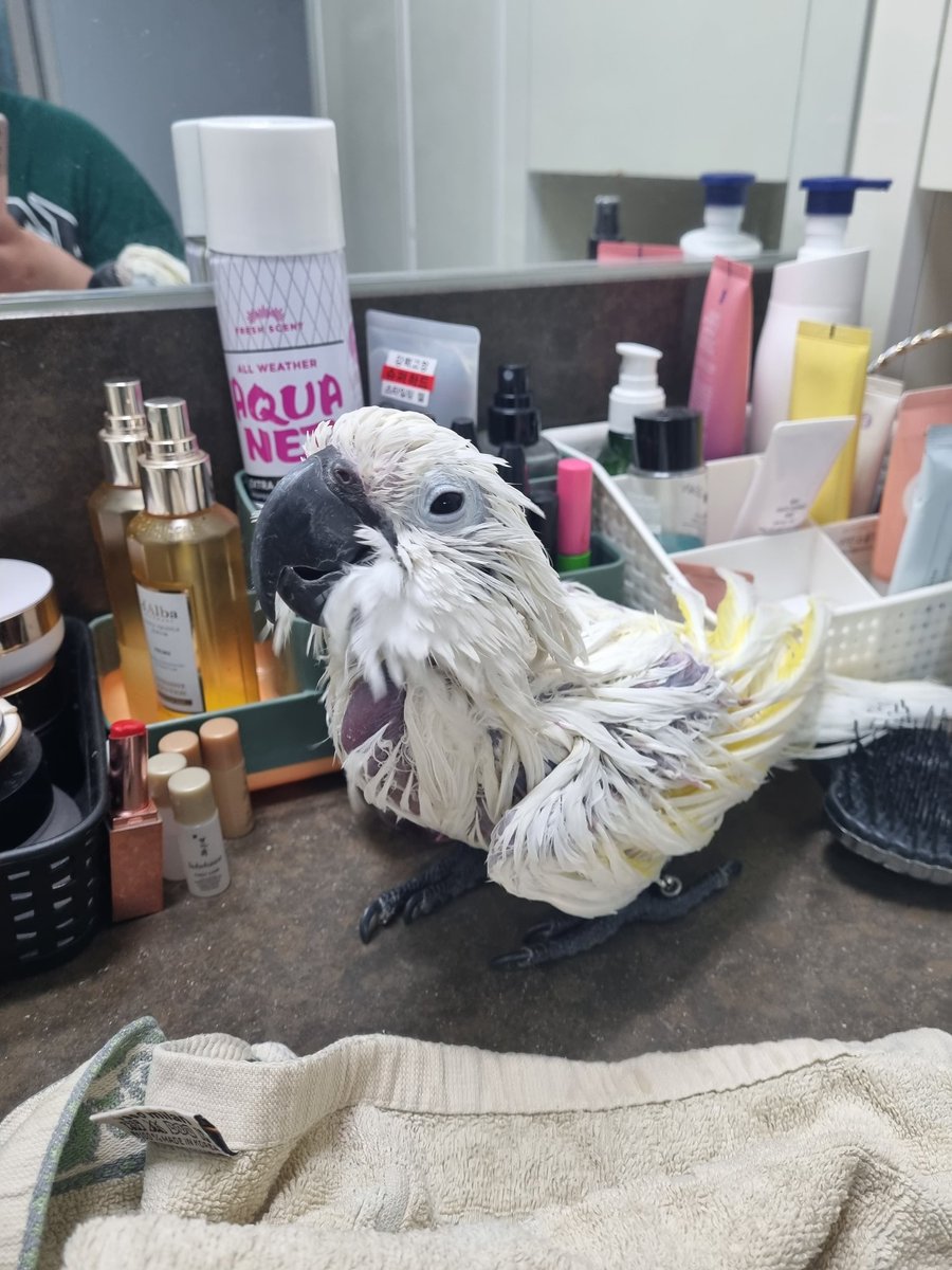 오늘 목욕시켰어오오!!  오늘 너무 얌전히 목욕에 응했담미다!