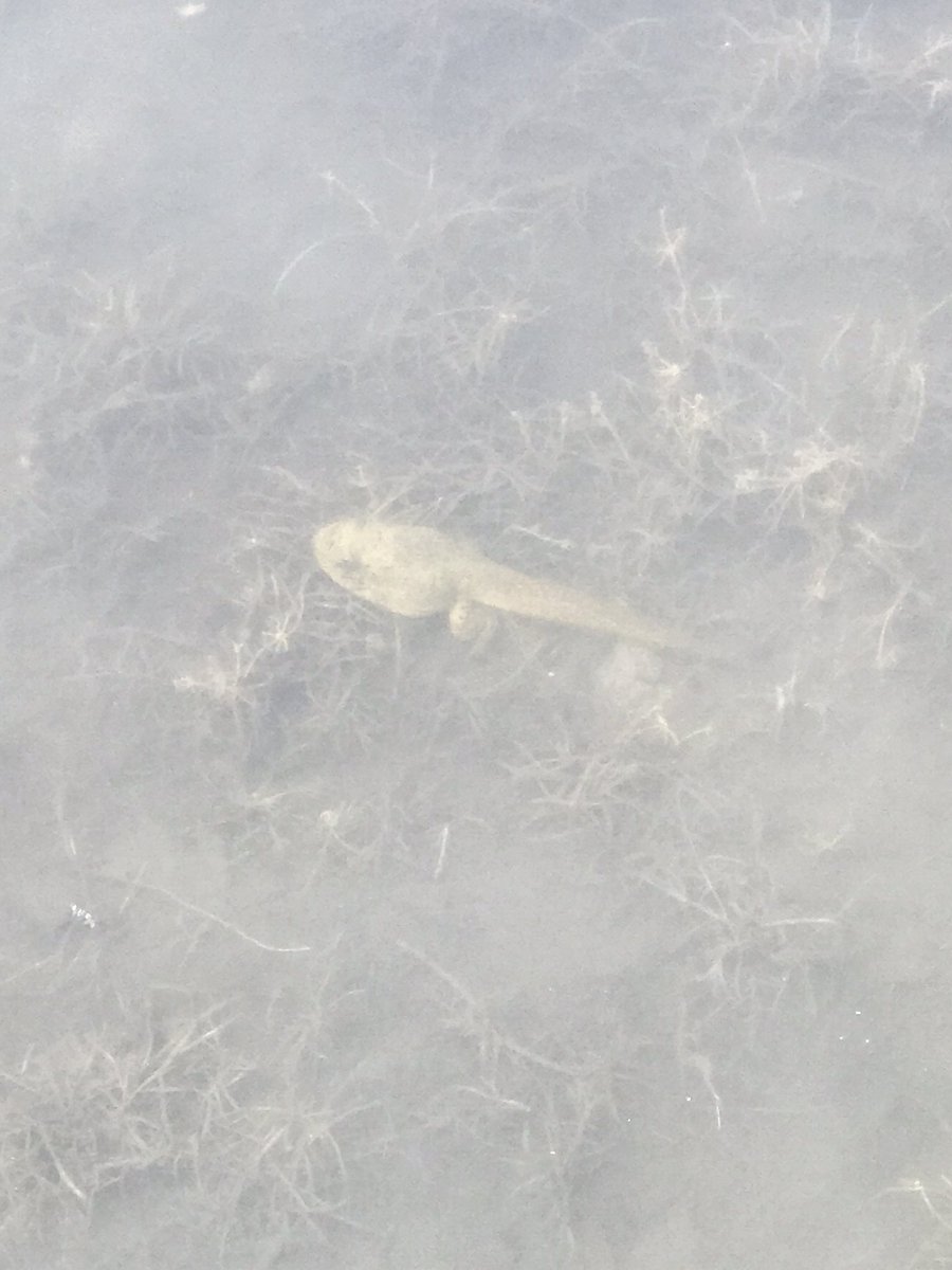 Bassman099's tweet photo. Cool finds at the lake🐸
#frogs #frog #atthelake #pond #pondlife #explore #nature #outdoors #tadpoles #tadpole #animals #coolfinds https://t.co/DQCgkoPpag