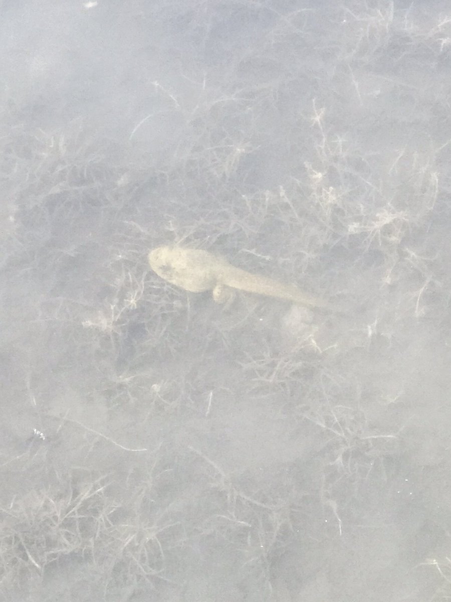 Cool finds at the lake🐸 #frogs #frog #atthelake #pond #pondlife #explore #nature #outdoors #tadpoles #tadpole #animals #coolfinds