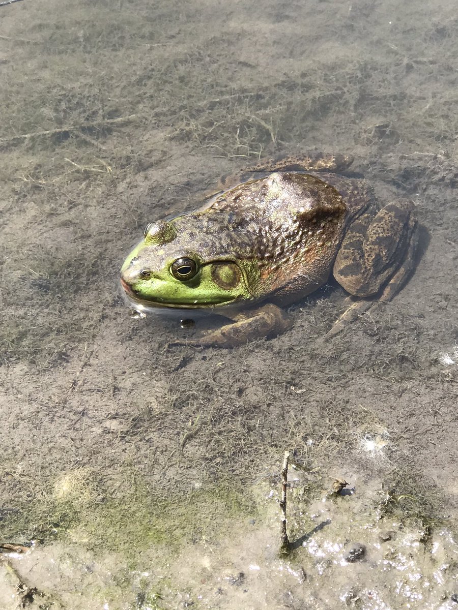 Bassman099's tweet photo. Cool finds at the lake🐸
#frogs #frog #atthelake #pond #pondlife #explore #nature #outdoors #tadpoles #tadpole #animals #coolfinds https://t.co/DQCgkoPpag