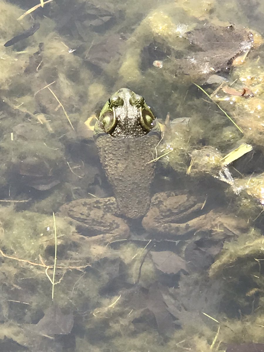 Bassman099's tweet photo. Cool finds at the lake🐸
#frogs #frog #atthelake #pond #pondlife #explore #nature #outdoors #tadpoles #tadpole #animals #coolfinds https://t.co/DQCgkoPpag