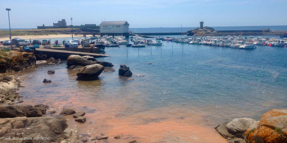 📣 Contribuez à la surveillance du littoral !

Si vous repérez des eaux colorées 🟤, 🟠, 🟢, prenez les en photo et partagez-les-nous via l'application #Phenomer ! 🤳

👉 Infos : phenomer.org