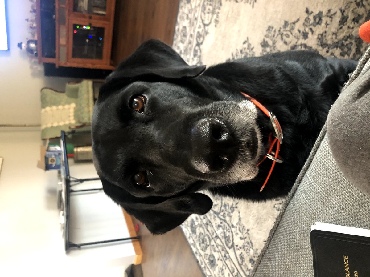 rainbasin's tweet photo. With every dog's passing, I get a  pencil drawing of them made and then stick their dog tag in the frame. It's my thing. So many beautiful photos of #LabradorousRex to choose from. https://t.co/N9ukWDC8VR