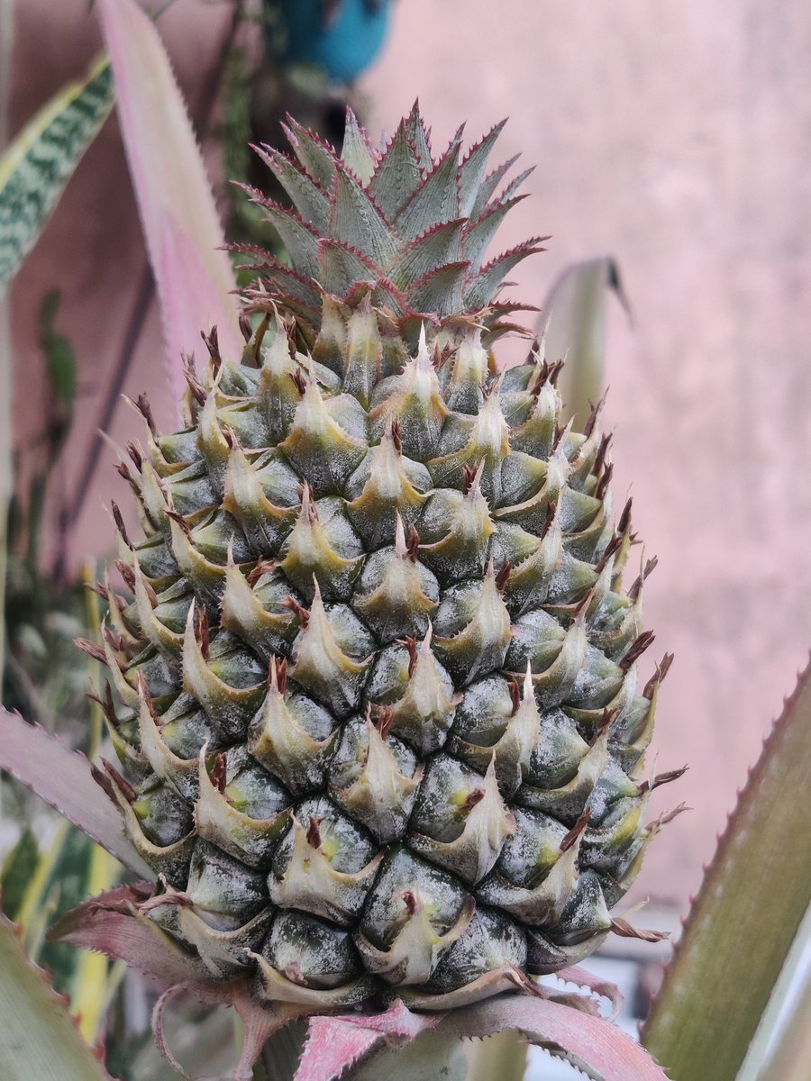 dalipsabharwal's tweet photo. मुबारक हो। Pineapple 🍍 हुआ है 😂।

#homegardening #plants #organic #plantatation #terracegardening #plantlover #natureisgreat #planttrees #GoGreen #spreadsmiles #Sustainability #gardening #patience https://t.co/WiccBSKLfw