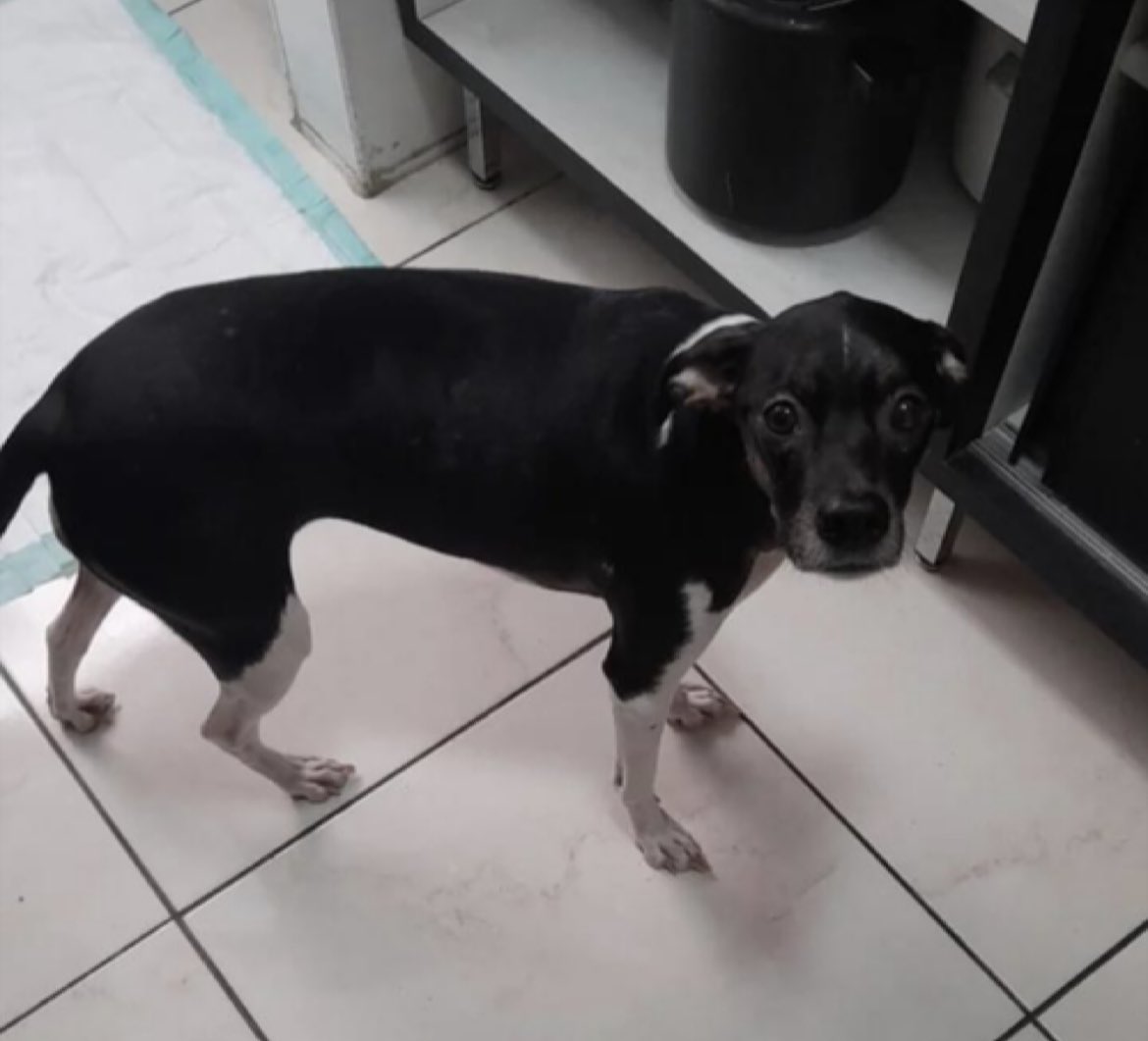 _car0lzinha's tweet image. 🚨 Atenção! A Nega, foi vista na Rodovia Anchieta! Infelizmente, ao tentarem pegá-la, ela fugiu para o mato em direção ao Parque Cotia-Pará, em Cubatão-SP. Ajudem a encontrá-la compartilhando essa informação! 😢🙏🏽