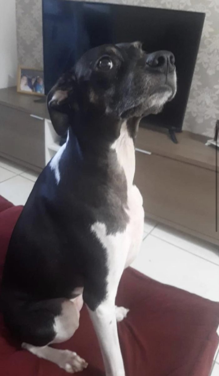 _car0lzinha's tweet image. 🚨 Atenção! A Nega, foi vista na Rodovia Anchieta! Infelizmente, ao tentarem pegá-la, ela fugiu para o mato em direção ao Parque Cotia-Pará, em Cubatão-SP. Ajudem a encontrá-la compartilhando essa informação! 😢🙏🏽