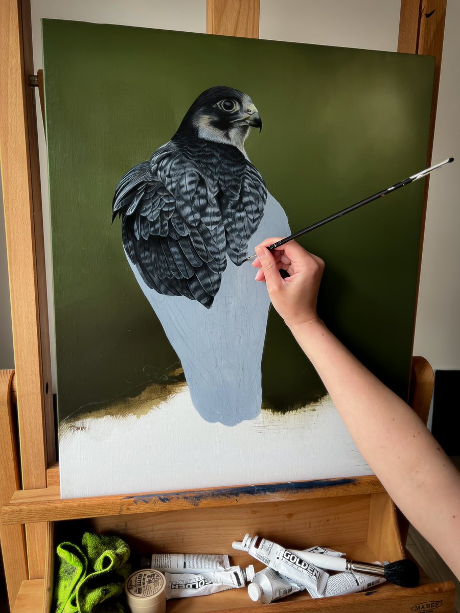 Peregrine Falcon currently on the easel.
Hope you like him so far, more updates coming soon 👩🏻‍🎨 ☺️

Peregrine Falcon 
Acrylic on linen | 50x60cm | Available

#wildlifeart #wildlifeartist #wildlifepainting #birdart #birdartist #birdpainting