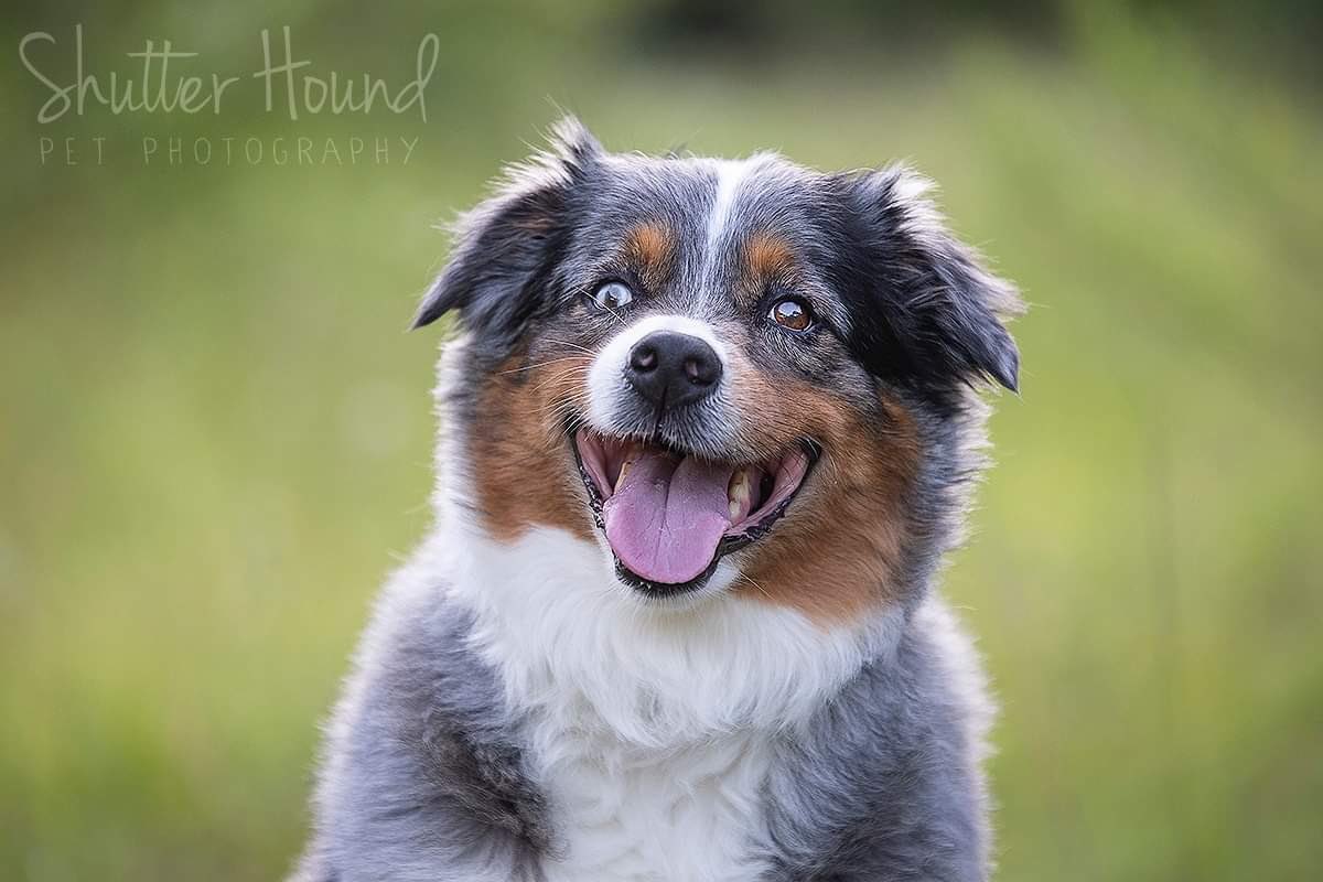Shutter_Hound's tweet photo. Cody the Blue Merle Australian Shepherd! ๐พ #shutterhoundphotos #atxdogs #atx #atxphotographer #petphotographer #petphotography #dogphotographer #dogphotogtaphy #atxpets #austindogs #aussieshepherd #australianshepherd #aussielovers #australianshepherds #aussie https://t.co/FLmPzyYyfy