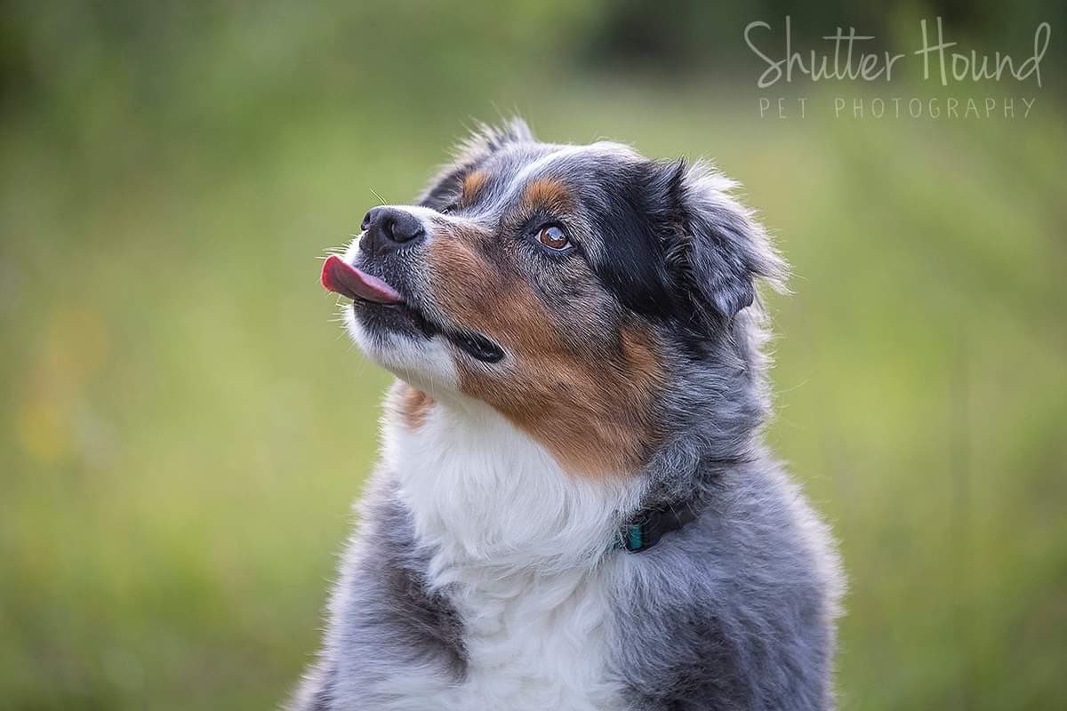 Shutter_Hound's tweet photo. Cody the Blue Merle Australian Shepherd! ๐พ #shutterhoundphotos #atxdogs #atx #atxphotographer #petphotographer #petphotography #dogphotographer #dogphotogtaphy #atxpets #austindogs #aussieshepherd #australianshepherd #aussielovers #australianshepherds #aussie https://t.co/FLmPzyYyfy