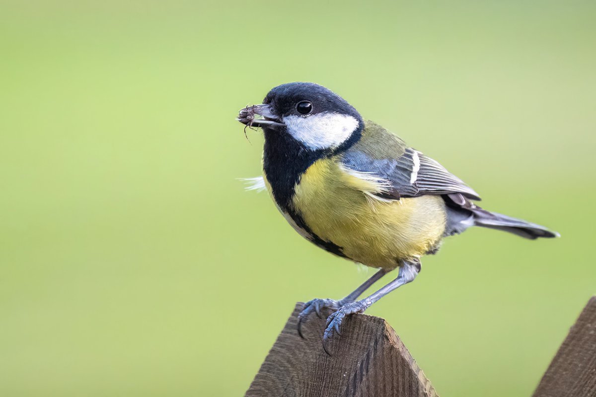 Pied Wagtails and a Great Tit with food for their young - in the Lake District.