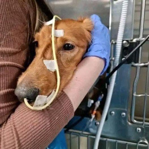 Our baby is going through hardtimes pray for his speedy recovery 🙏 ❤
#dogsoftwitter #dogsarelove #Doglovers_26 #puppies #DogsOnTwitter