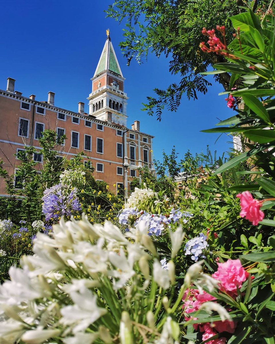 EnjoyRespectVe's tweet photo. 💚#Giugno è il mese ideale per scoprire i #GIARDINI di #Venezia! Vigne e orti di antichi #conventi, come San Francesco della Vigna, giardini dell'800 oggi #parchi pubblici come i Giardini Reali di San Marco, e #capolavori del '900 come il Giardino Scarpa della @QueriniVenezia https://t.co/f0Qjg4JAP6