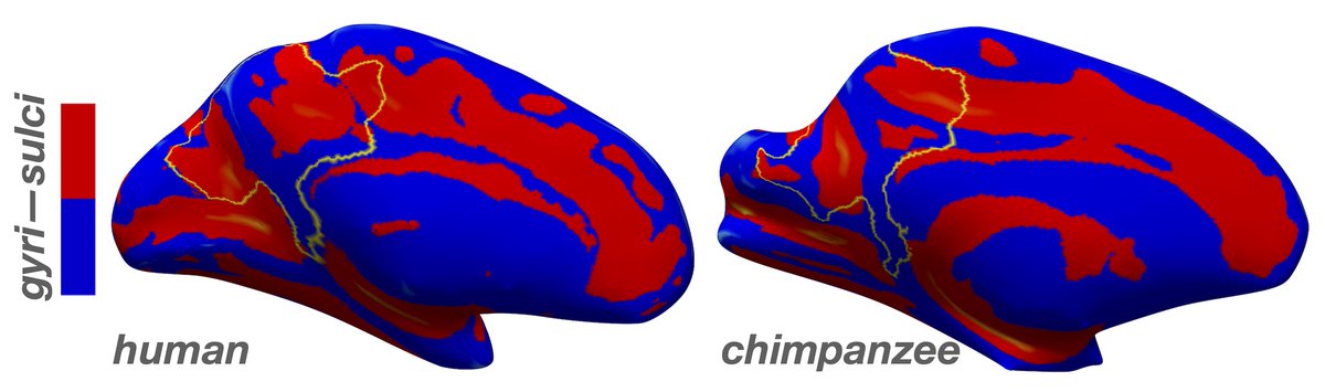 CommsBio's tweet photo. Human and chimpanzee brain MRI scans reveal that the surface anatomy of the posteromedial cortex substantially differs between the species.@NeuroEthan @sciencesamira @brettlfoster @neuroKevin  https://t.co/N3bY9CC1va https://t.co/3S4hCGCoff