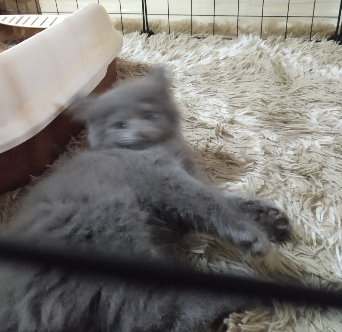 csnutfound's tweet photo. kitty meow meow on le feed 🫶🫶 https://t.co/iBsdLJIWxg
