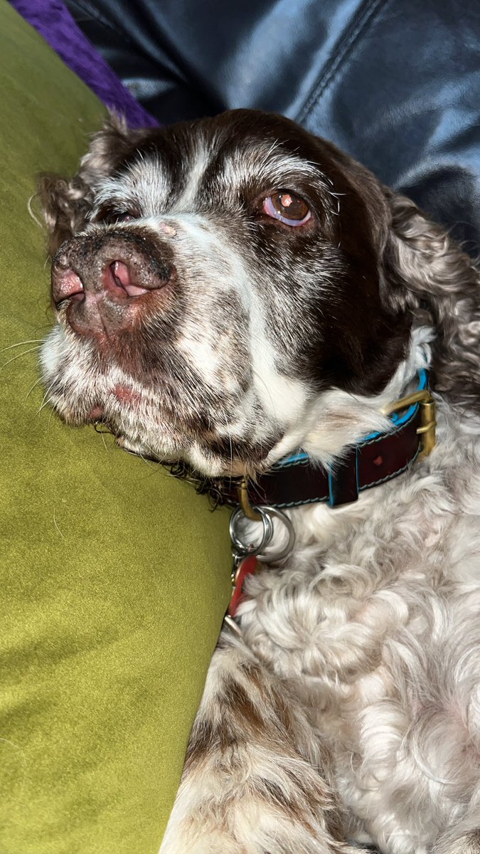 annmariea's tweet photo. @Phil_Sledge Loves a cushion x https://t.co/TLq0g8rhQf