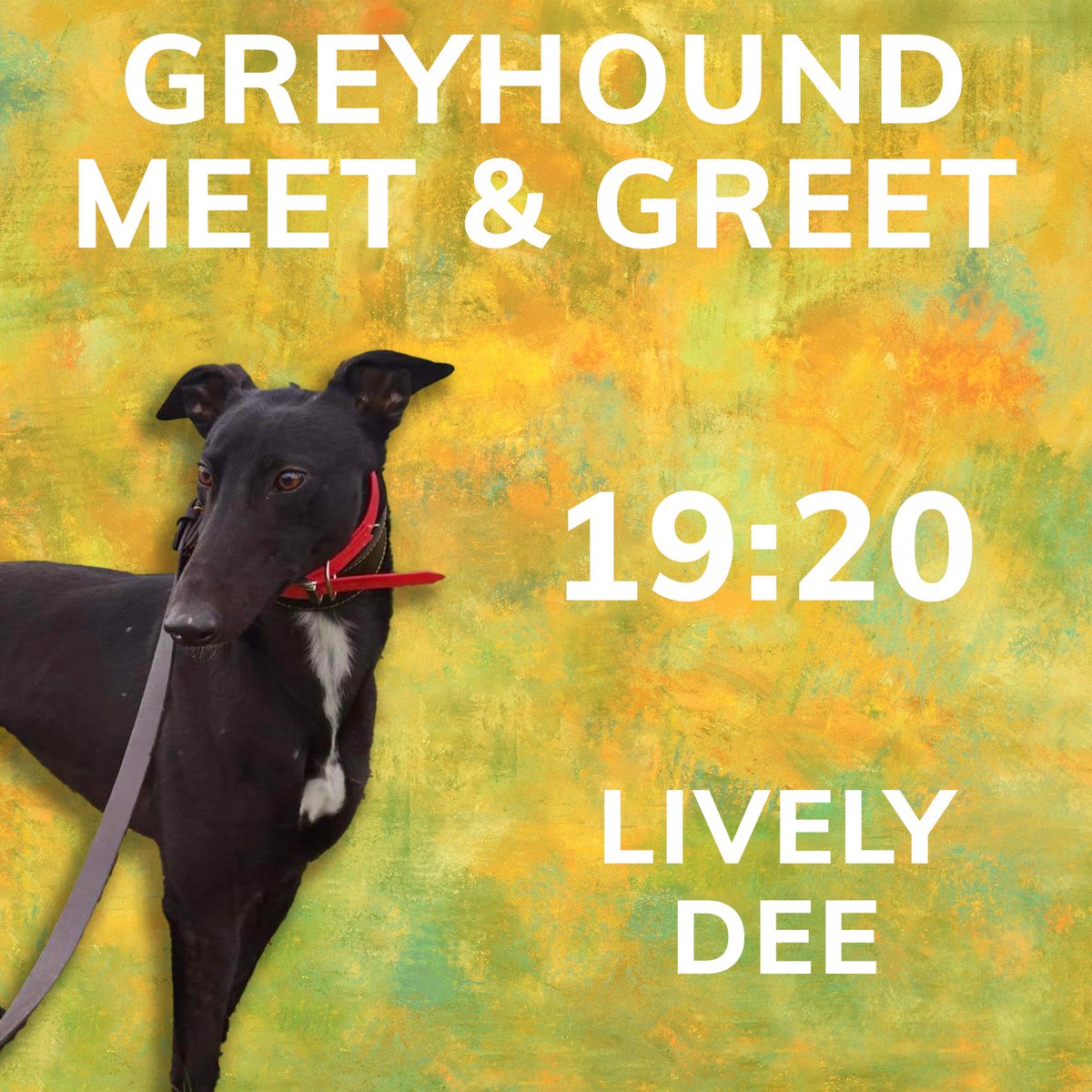HoveGreyhounds's tweet photo. Out meet and greet greyhound today is Dee. She races with the name Lively Dee for Adachi Kennels and will be popping along to say hi after race 5 this evening🐾

@adachikennels https://t.co/ZkINFGTNxq