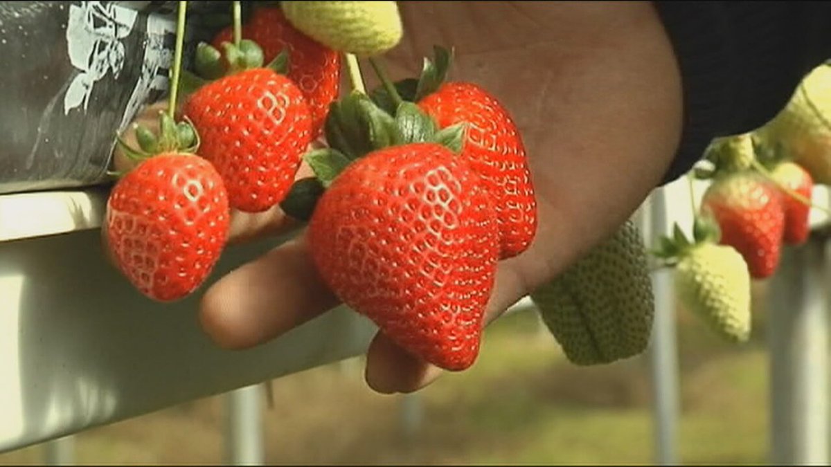 La Junta y el sector de la fresa cargan contra Ribera por secundar la campaña alemana contra las fresas de Huelva

telemadrid.es/programas/tele…