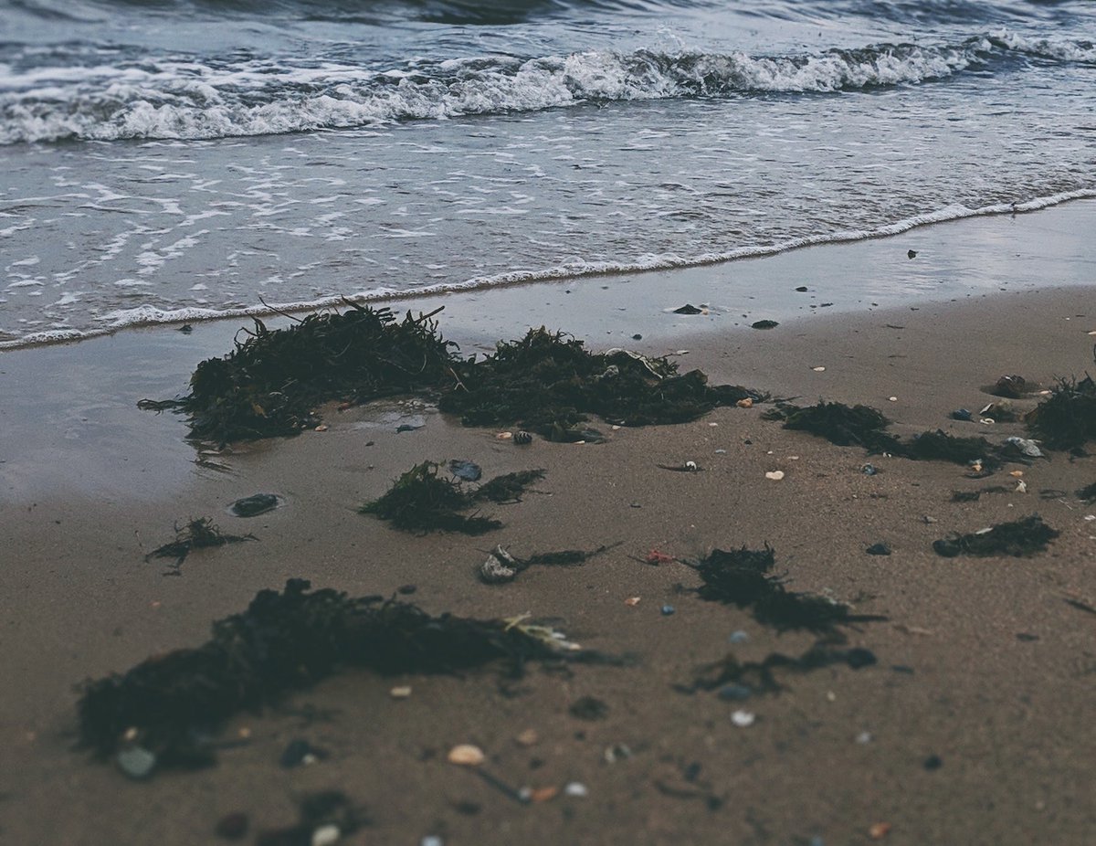 BEACH BUMMER: Sargassum seaweed carries potential for #respiratory problems buff.ly/45I0EII via <a href="/bcmhouston/">BCMHouston</a> #MedTwitter