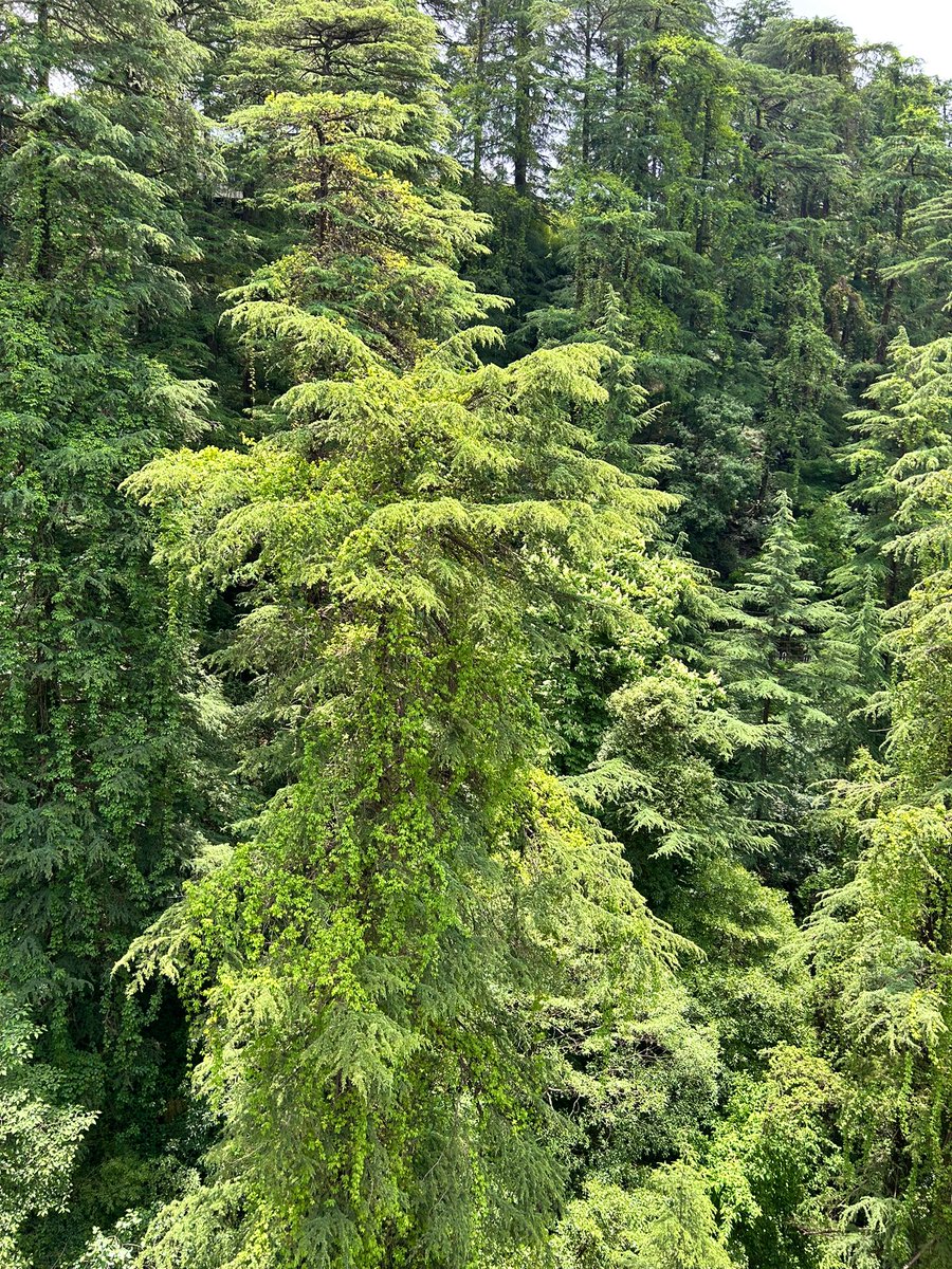 The real lungs of Simla… Let’s preserve & keep them green !🌲

#MissionLiFE #CleanIndia #GreenIndia #HimachalPradesh