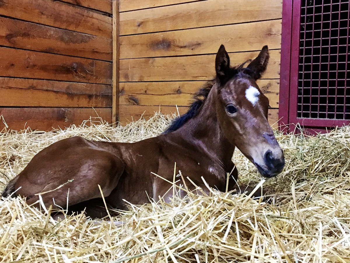 And just like that, on the brink of June, we are done foaling for 2023! A beauty filly by JUSTIFY x Weekday ☺️ Photo 📸 by #Anna 🙏 #glennwood #storknews @johndgunther