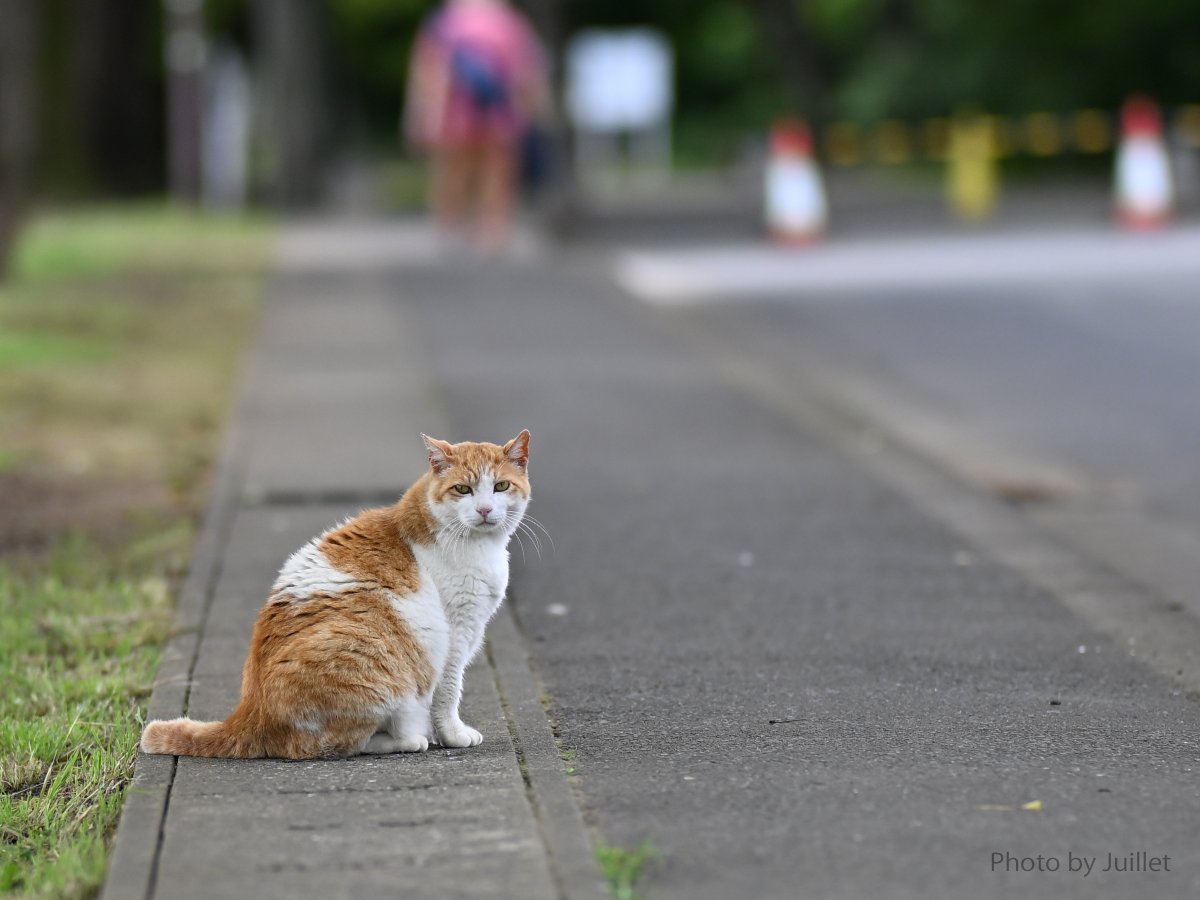 今日のスナップ📷

85mm f/1.2 1/2500sec ISO100

＃猫 #ねこ #猫写真 #Nikon #Z9