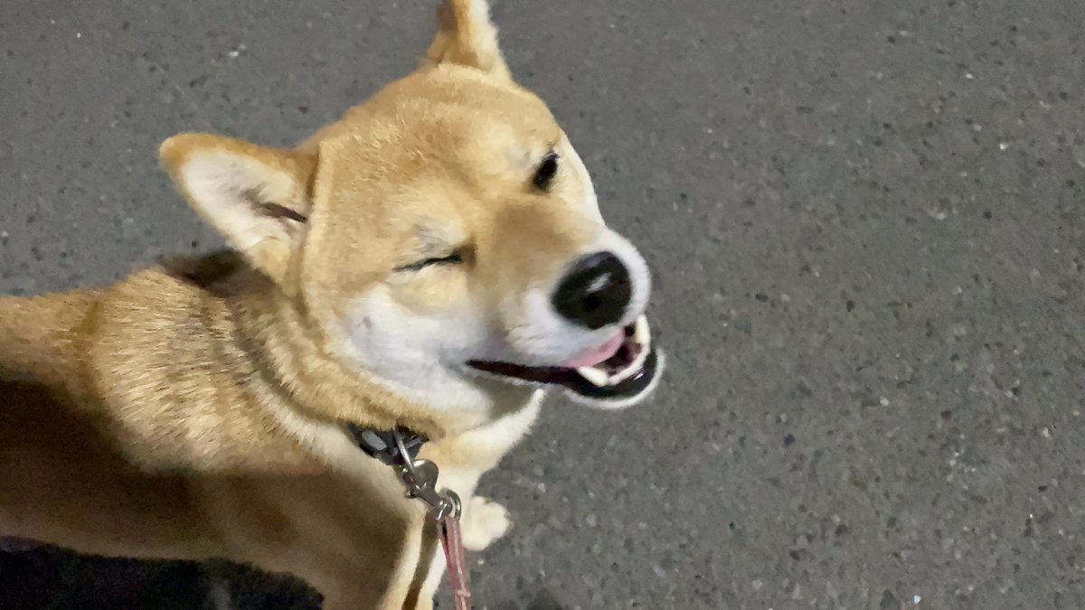 OideMari32234's tweet photo. お散歩中にふと下見たら、ガン見されてた。

おまけにボーナスのウィンクまで😉

＃柴犬
＃shibainu
＃この顔が見たくて毎日せっせと散歩してる https://t.co/UYYq8qhinx
