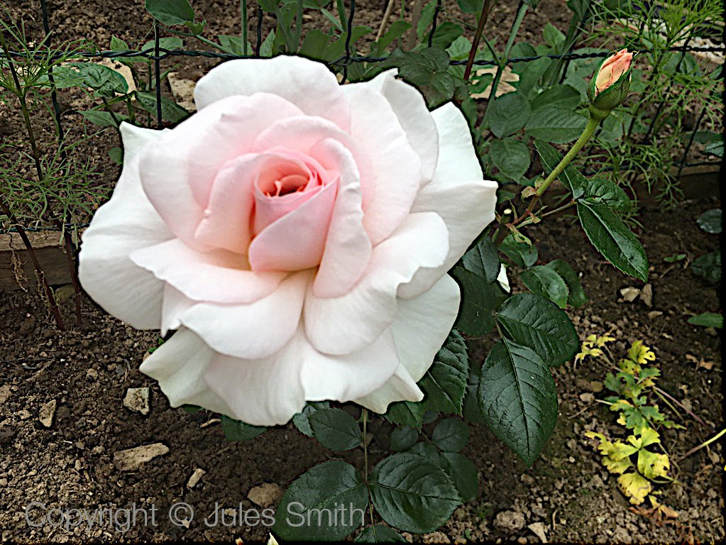 Beauty with a delicate fragrance in the garden to celebrate the start of June. Wishing everyone a happy new month and a wonderful peaceful summer. #roses #beauty #fragrance #HappyNewMonth #June #summertime #ThursdayMotivation #nature #inspires #watercolour #art 🌸🌹☀️🕊️🐝🦋🎨💚