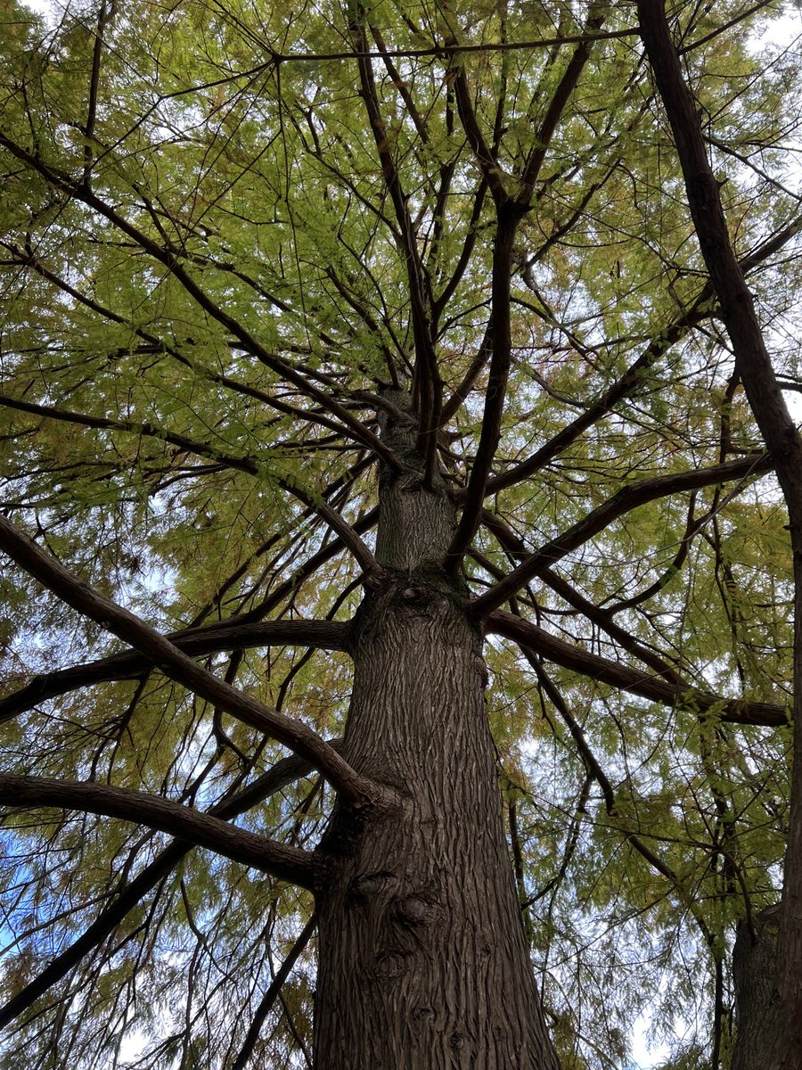 This swamp cypress still hanging onto its foliage until there’s a cold snap 😄. #trees #nature