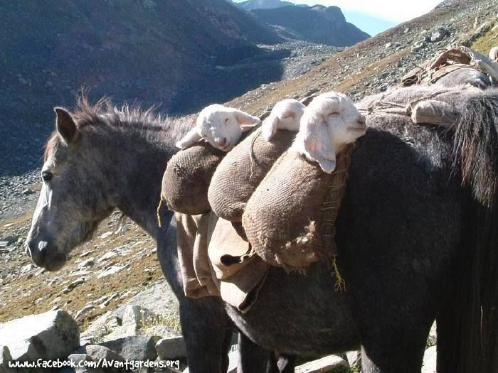 me_im_chloe's tweet photo. public service announcement: in italy they use donkeys to transport baby lambs down the mountain and they call them donkey nannies so just letting you know jsyk https://t.co/BSAgHpW5hD