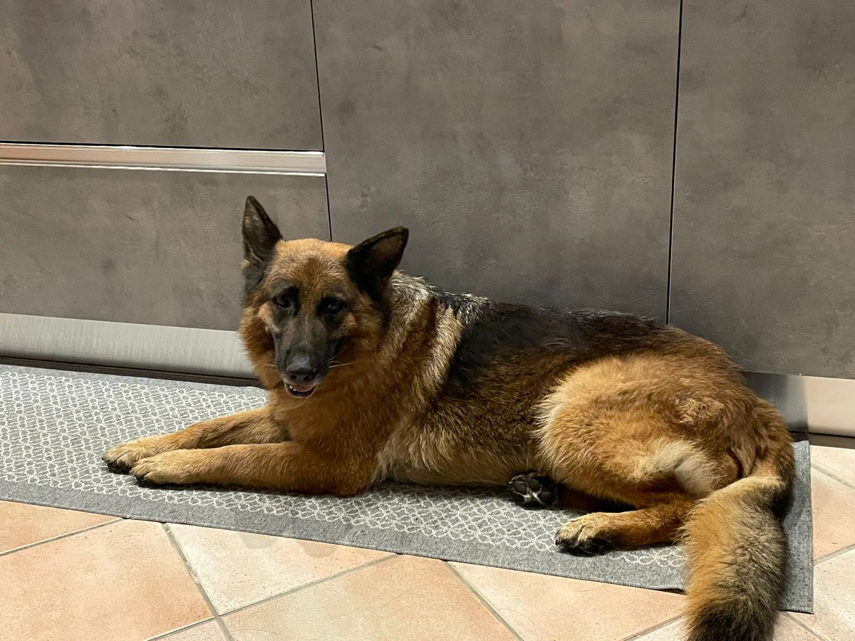 Ferrantinet's tweet image. Che cuccia consigliereste  a  Ricky? in legno cuccia Collie o in coibentato cuccia Mastino?
scoprilo su ferrantinet.com