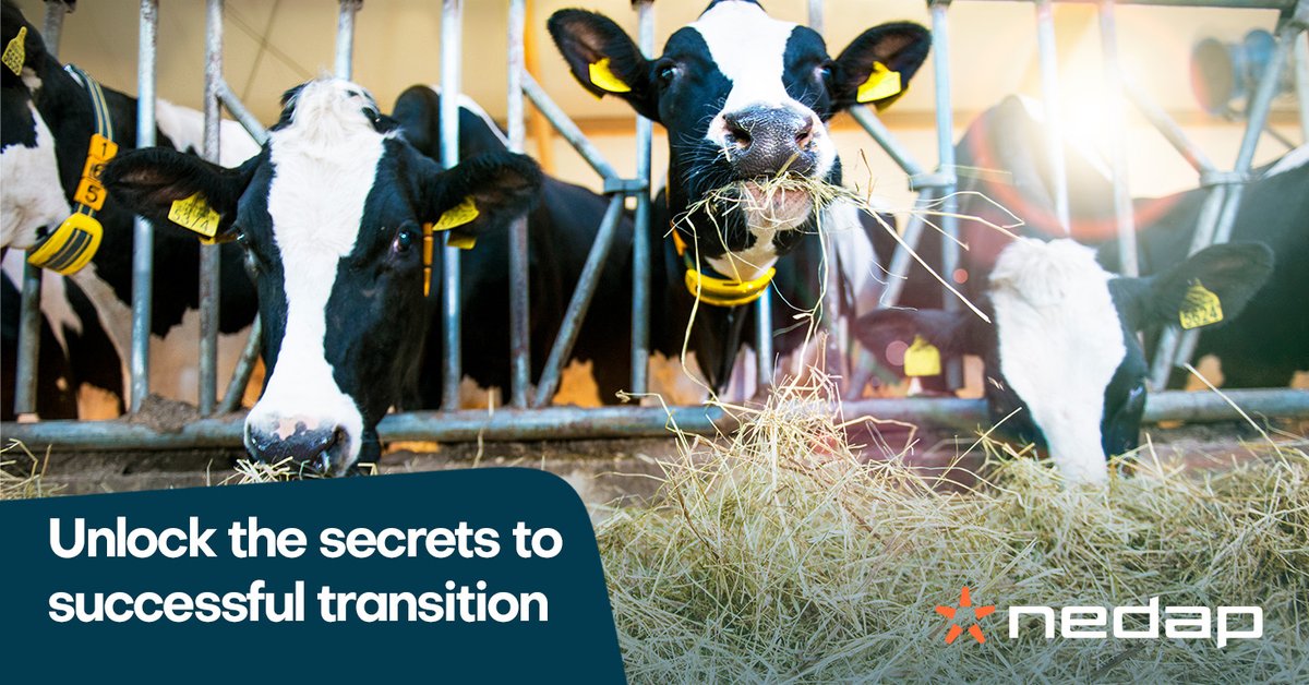 A Dutch study uncovered a relationship between eating time during transition and the moment of first service. Curious? 

👉Read more: ow.ly/Keqz50OtuFf

#data #dairy #cows #activitymonitoring #managementinfo #improvelifeonthefarm