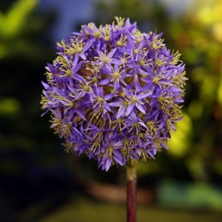 MezuSilkFlowers's tweet image. mailchi.mp/177720d72281/a…  #artificialflowers #fauxflowers #silkflowers #floraldesign  #flowerstyling #fauxflowerbouquet #fauxflorals  #interiordesign #seasonalstyling #floralstyling #homestyledecor #artificialflowerarrangement #floraldesigner #florists #wholesalesilkflowers