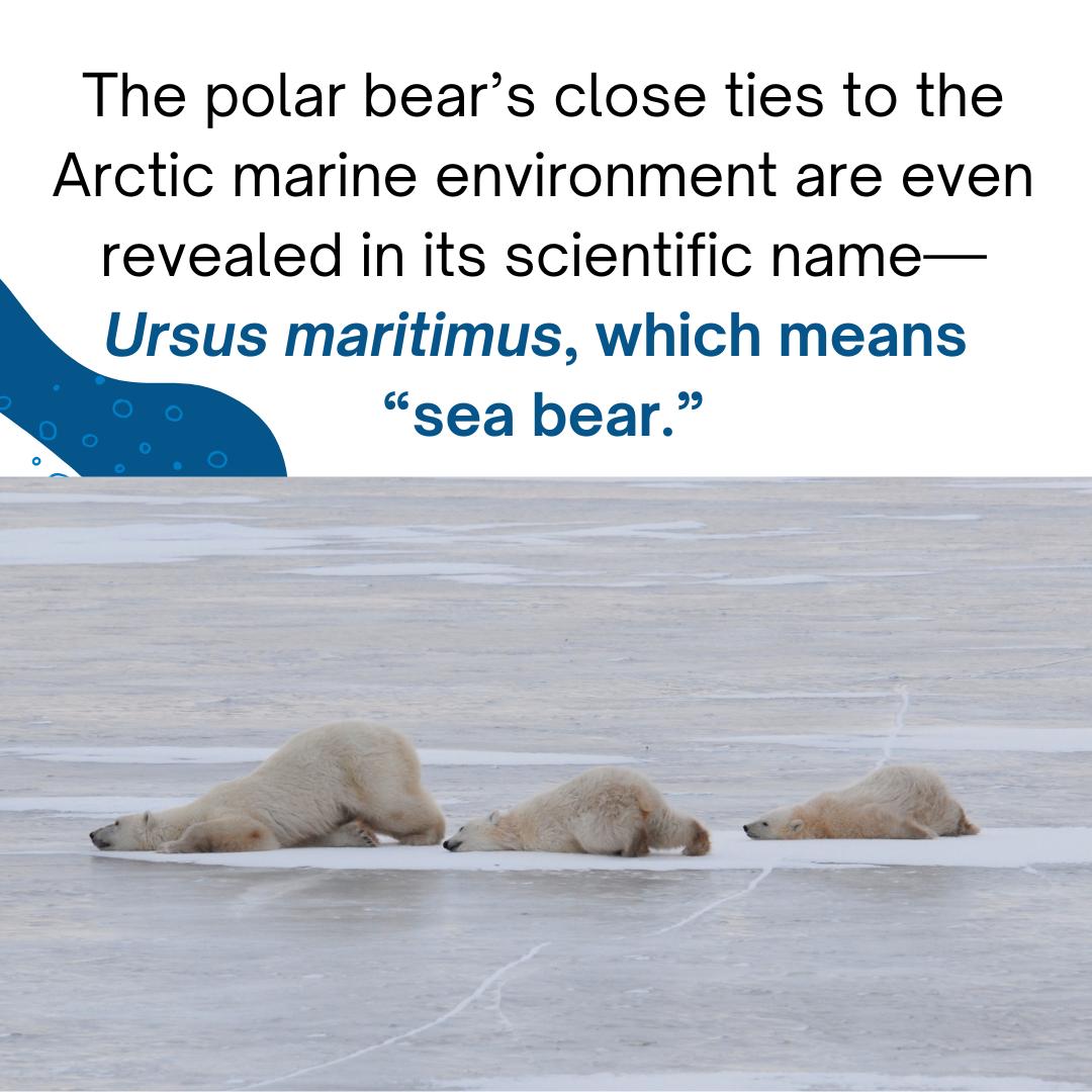 We're counting down to World Oceans Day (June 8th) with seven reasons oceans matter to polar bears! 🐻‍❄️ Reason 1: Just like walruses, seals, and whales, polar bears are marine mammals. #WorldOceansDay