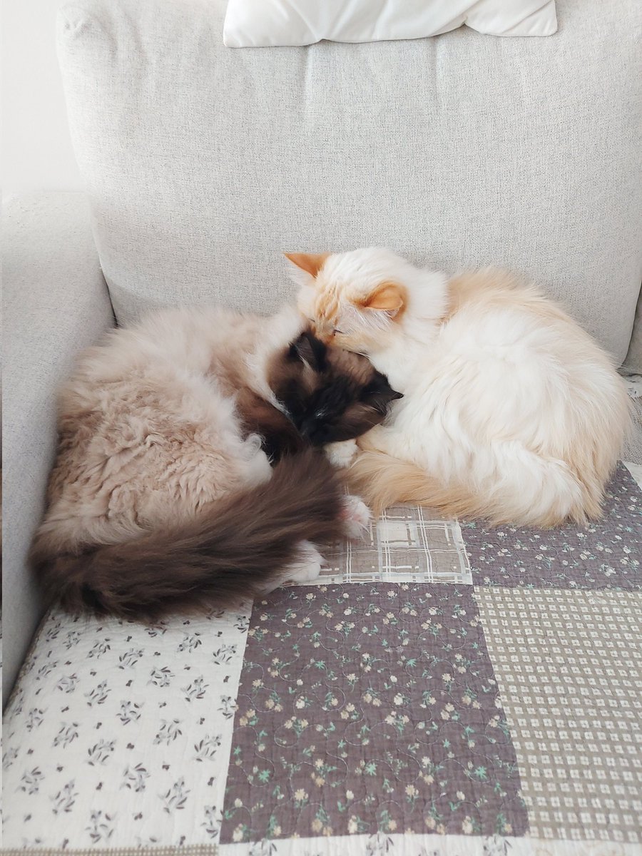 Ori and Biscuit love each other 🧡🤎