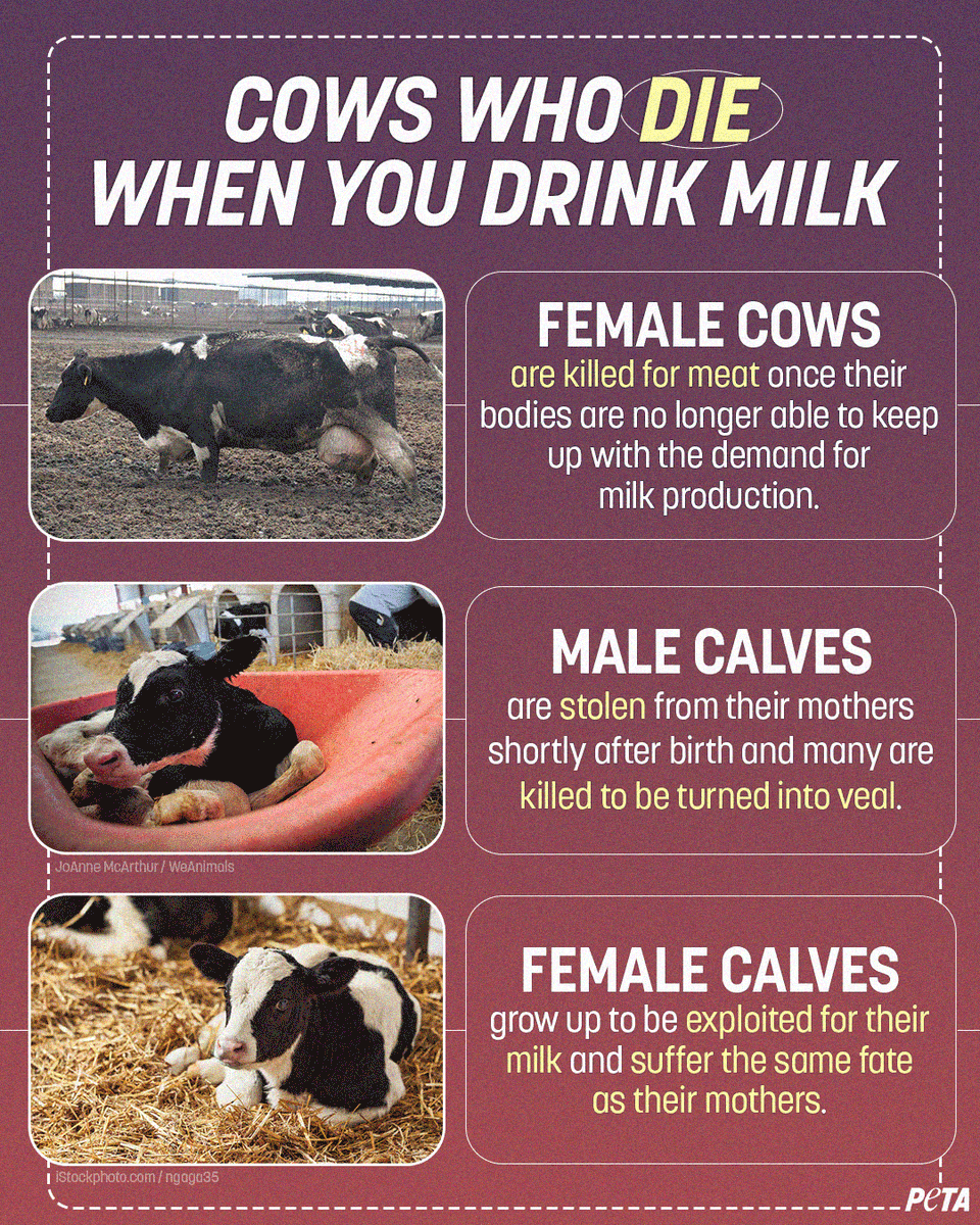 No one gets out of this heinous industry alive, whether they're forced to make milk for dairy products like cheese or are killed as babies for 'veal', or as adults for their 'beef'. Don't pay for their deaths, it's time to #DitchDairy.