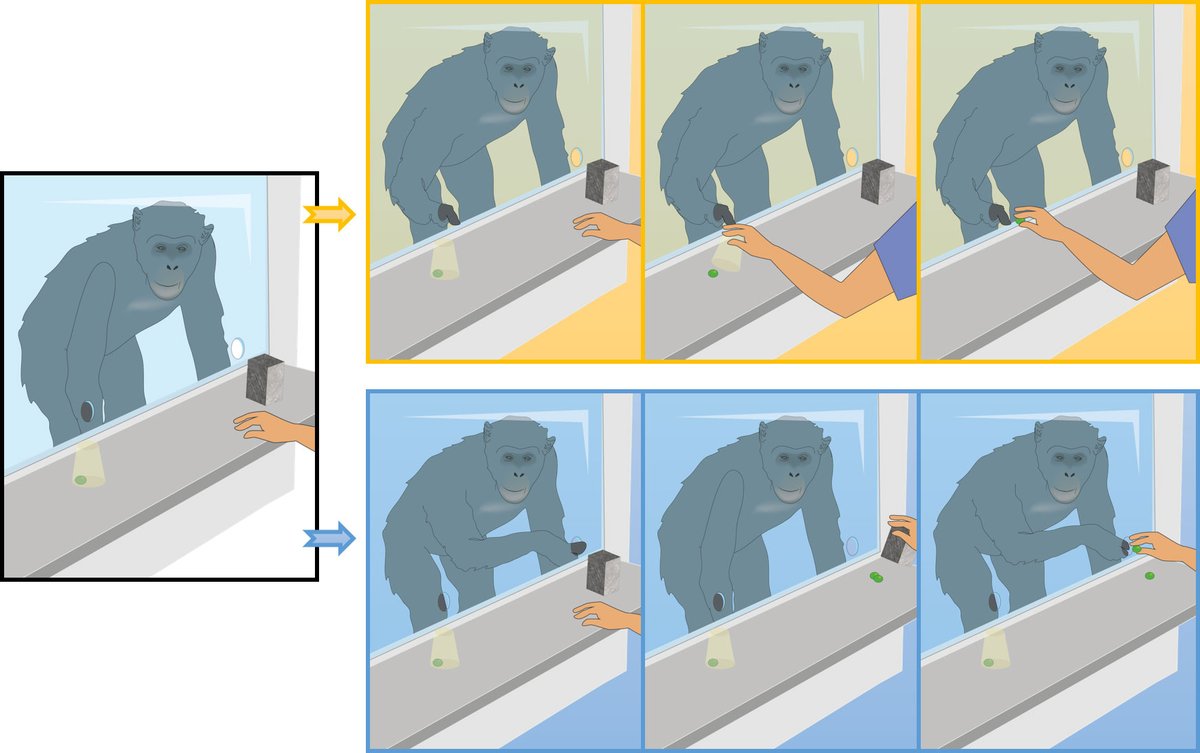 #Children are more #curious to explore the unknown than great #apes, but  after a glimpse of the potential rewards, apes learn to investigate  uncertain options. New study by <a href="/Alex_Primate/">Alex Sanchez-Amaro</a> &amp; <a href="/RossanoFederico/">Federico Rossano</a> in <a href="/PLOSONE/">PLOS One</a>. More: tinyurl.com/2ee4amrz &amp;  journals.plos.org/plosone/articl…