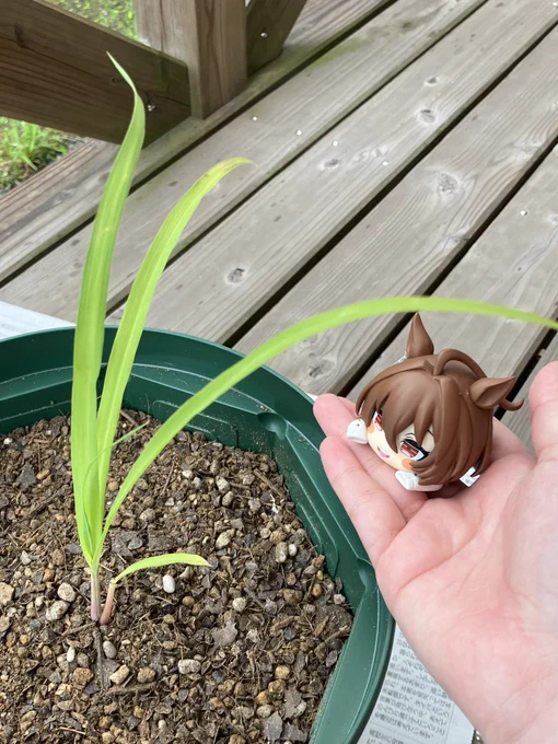 見て見てオンさん、レモングラスのベビちゃんだよ。かわい……大きいねぇ…… 