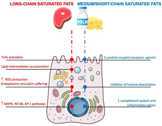 Dietary factors may play a role in systemic low-grade chronic inflammation. mdpi.com/2072-6643/14/6…