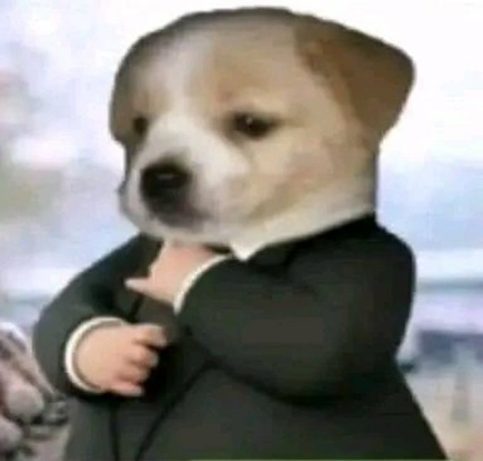 PepinoConFlow's tweet image. Vamos que nunca he tenido un ratón blanco y asi puedo jubilar ya al mio