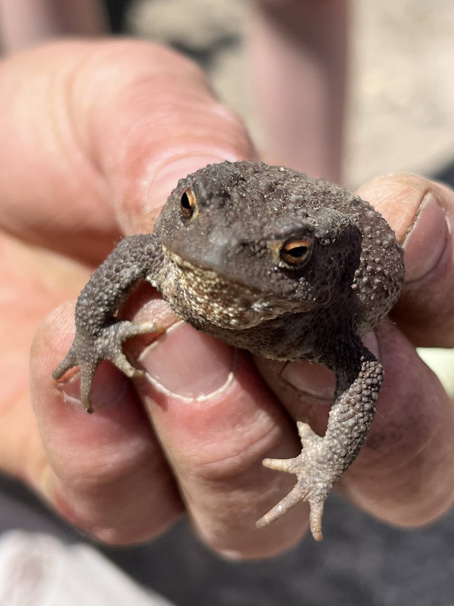 BrokenTwigs2020's tweet photo. This little chap was enjoying a nap when we found him in our garden! ๐๐ธ๐๐ #gardening #toad #wartsgalore #toadoftoadhall #nature #forestlife https://t.co/boElBzHSHQ
