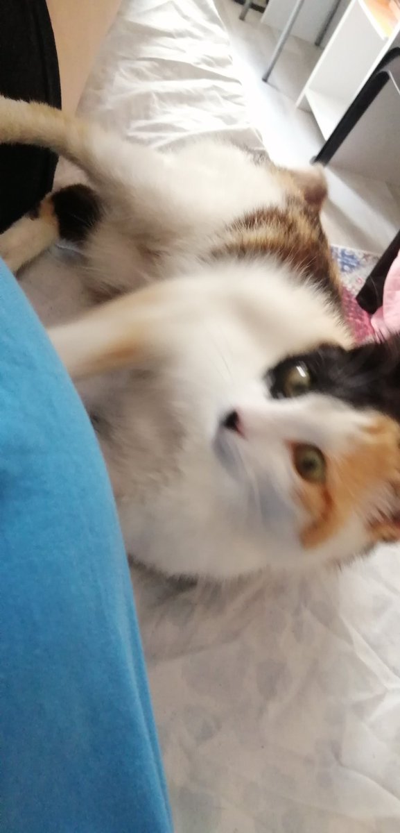 Artik evi gezmesi yetmiyor gibi benimle yatiyor 😹❤️