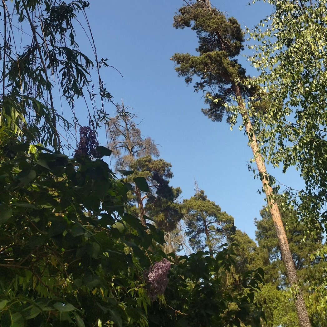 VKarobkina's tweet photo. Der Sommer ist gekommen..))) Der erste Tag des Sommers...))) Für jemanden ist es nur ein gewöhnlicher Tag, aber für jemanden ist es ein Tag voller Ereignisse...))) Lassen Sie diesen Sommer nur gute Nachrichten und freudige Ereignisse bringen...))) #Sommer #ersterTag #Ereignisse https://t.co/ct41FN9naf