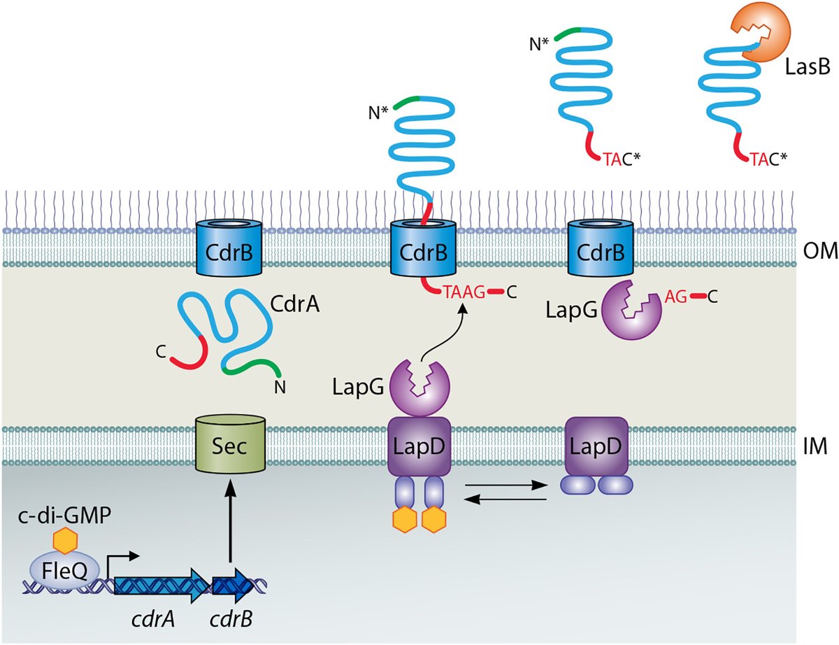 New Minireview in JB: The Pseudomonas aeruginosa biofilm matrix protein CdrA has similarities to other fibrillar adhesin proteins #biofilms <a href="/CourtReichhardt/">Courtney Reichhardt</a> 
journals.asm.org/doi/10.1128/jb…
<a href="/ASMicrobiology/">ASM</a> <a href="/JBacteriology/">JBacteriology Eds</a>
